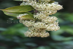 Calycopteris floribunda